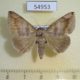 54953p-Noctuidae-Dysgonia-palpalis-Madagascar-7