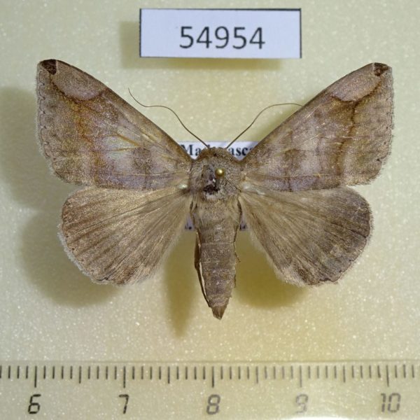 Noctuidae Dysgonia palpalis Madagascar