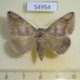 54954p-Noctuidae-Dysgonia-palpalis-Madagascar-9