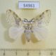 54961p-Lymantridae-Lymantria-griseostriata-Madagascar-10