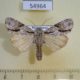 54964p-Noctuidae-Megalonycta-mediovitta-Madagascar-8