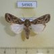 54965p-Noctuidae-Spodoptera-littoralis-Madagascar-7