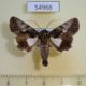 54966p-Noctuidae-Aedia-sp.-discistriga-Madagascar-7