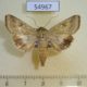 54967p-Noctuidae-Helicoverpa-toddi-Madagascar-7