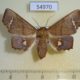 54970p-Noctuidae-Episparis-vitrea-f-Madagascar-9