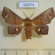 54974p-Noctuidae-Episparis-vitrea-Madagascar-12