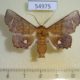 54975p-Noctuidae-Episparis-vitrea-Madagascar-10