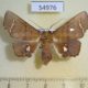54976p-Noctuidae-Episparis-vitrea-f-Madagascar-12