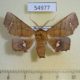 54977p-Noctuidae-Episparis-vitrea-Madagascar-12