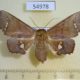 54978p-Noctuidae-Episparis-vitrea-f-Madagascar-12