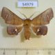 54979p-Noctuidae-Episparis-vitrea-Madagascar-12