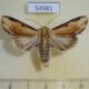 54981p-Noctuidae-Neostichtis-ignorata-Madagascar-8