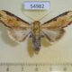 54982p-Noctuidae-Neostichtis-ignorata-Madagascar-8