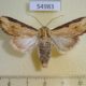 54983p-Noctuidae-Neostichtis-ignorata-Madagascar-8