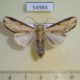 54984p-Noctuidae-Neostichtis-ignorata-Madagascar-8