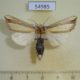 54985p-Notodontiidae-Antheua-vittata-Madagascar-10