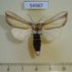 54987p-Notodontiidae-Antheua-vittata-Madagascar-10