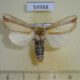 54988p-Notodontiidae-Antheua-vittata-Madagascar-10