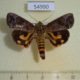 54990p-Noctuidae-Hypocala-florens-Madagascar-6