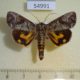 54991p-Noctuidae-Hypocala-florens-Madagascar-8