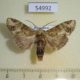 54992p-Notodontiidae-Stemmatophalera-curvilinea-Madagascar-7