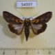 54997p-Noctuidae-Stictoptera-sp.-Madagascar-7