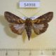 54998p-Noctuidae-Stictoptera-sp.-Madagascar-6