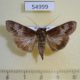 54999p-Noctuidae-Stictoptera-sp.-Madagascar-6