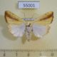 55001p-Noctuidae-Pardoxia-graellsii-Madagascar-8