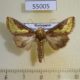 55005p-Noctuidae-Thysanoplusia-orichalcea-Madagascar-8