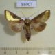 55007p-Noctuidae-Thysanoplusia-orichalcea-f-Madagascar-9