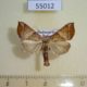 55012p-Noctuidae-Radara-prunescens-Madagascar-8
