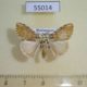 55014p-Lymantridae-Labordea-hedilacea-Madagascar-10