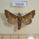 55018p-Noctuidae-Anomis-leona-Madagascar-7