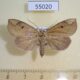 55020p Noctuidae Maxia decora Madagascar $12