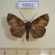 55021p-Noctuidae-sp.-Madagascar-5
