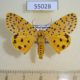 55028p-Arctiidae-Argina-astrea-Madagascar-10