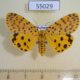 55029p-Arctiidae-Argina-astrea-f-Madagascar-15