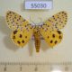 55030p-Arctiidae-Argina-astrea-Madagascar-10