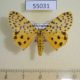 55031p-Arctiidae-Argina-astrea-Madagascar-10