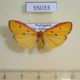 55033p-Arctiidae-Eilema-erythropleura-f-Madagascar-12