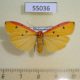 55036p-Arctiidae-Eilema-erythropleura-f-Madagascar-10