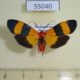 55040p-Arctiidae-Isorropus-tricolor-f-Madagascar-15