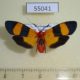 55041p-Arctiidae-Isorropus-tricolor-f-Madagascar-15