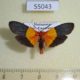 55043p-Arctiidae-Isorropus-tricolor-Madagascar-10