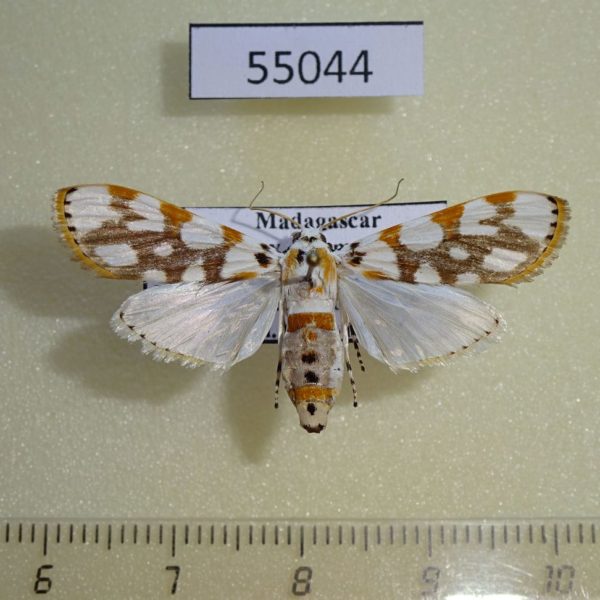 Crambidae Obtusipalpis pardalis Madagascar