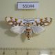 55044p-Crambidae-Obtusipalpis-pardalis-Madagascar-8