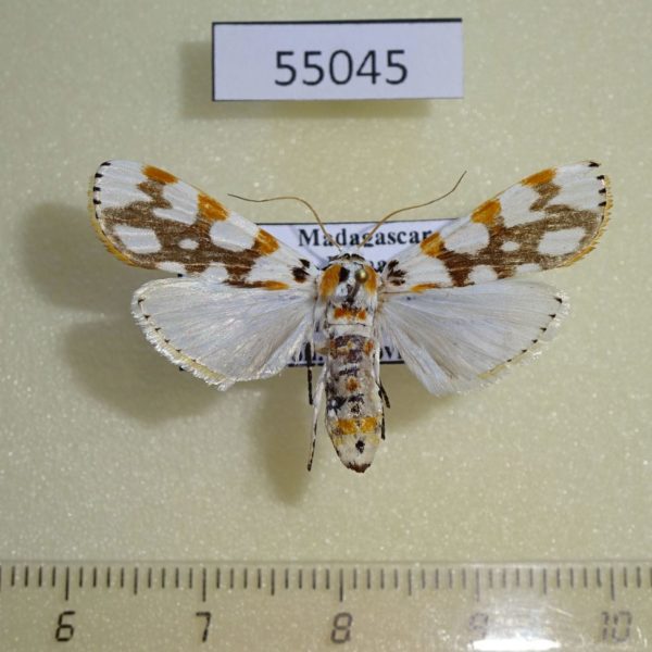 Crambidae Obtusipalpis pardalis Madagascar