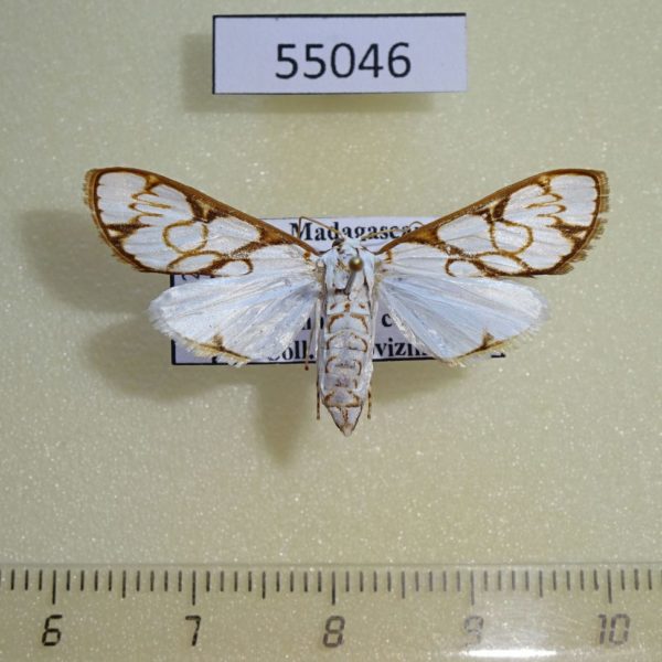 Crambidae Cirrhochrista muelleralis f Madagascar