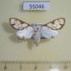 55046p-Crambidae-Cirrhochrista-muelleralis-f-Madagascar-6
